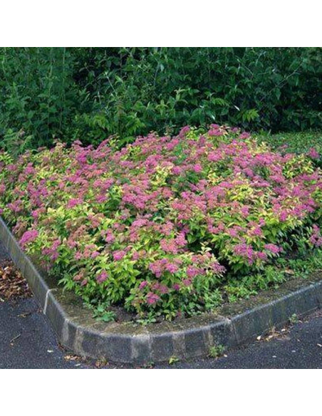 Candlelight Spiraea japonica Tawuła japońska