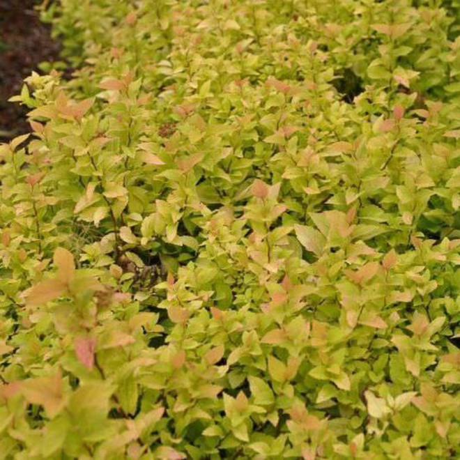 Tawuła japońska Spiraea japonica Candlelight