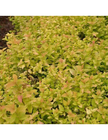 Tawuła japońska Spiraea japonica Candlelight