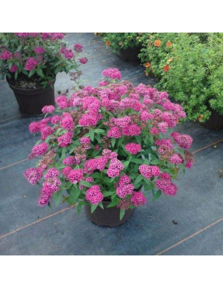 Neon Flash Spiraea japonica Tawuła japońska