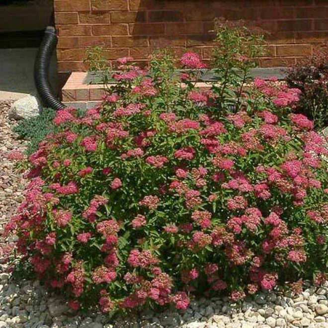 Tawuła japońska Neon Flash Spiraea japonica