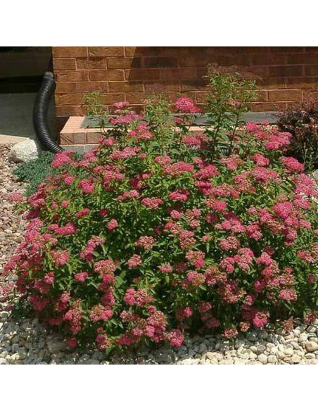Tawuła japońska Neon Flash Spiraea japonica