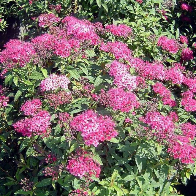 Tawuła japońska Spiraea japonica Neon Flash