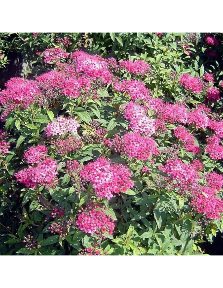 Tawuła japońska Spiraea japonica Neon Flash