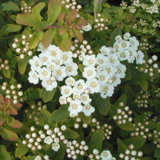 Tawuła nippońska Spiraea nipponica Halward's Silver 2