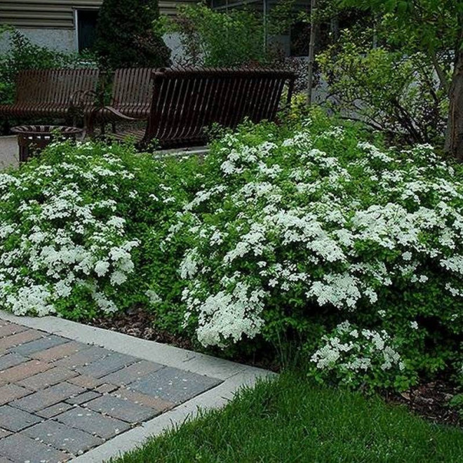 Tawuła nippońska Halward's Silver Spiraea nipponica