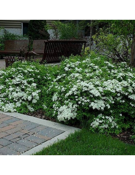 Tawuła nippońska Halward's Silver Spiraea nipponica