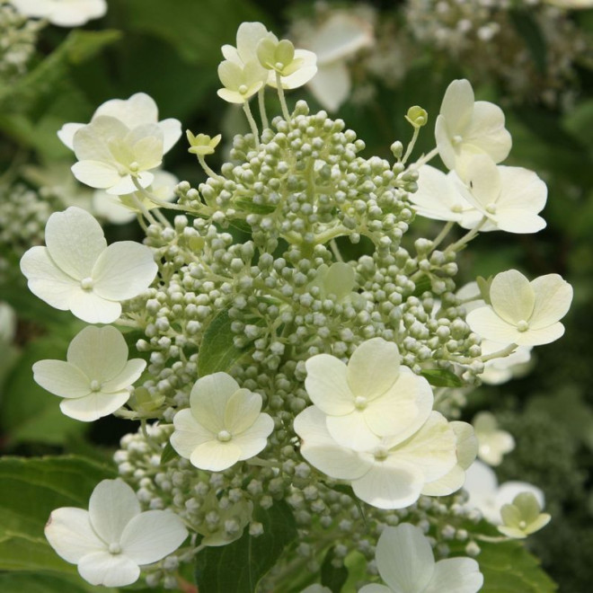 Hortensja bukietowa Tardiva Hydrangea paniculata