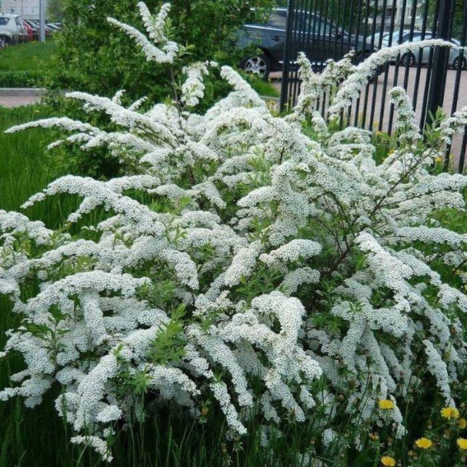 Tawuła nippońska Spiraea nipponica June Bride