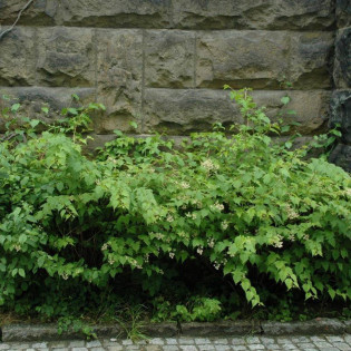 Tawulec wcinany Tanakae Stephanandra incisa