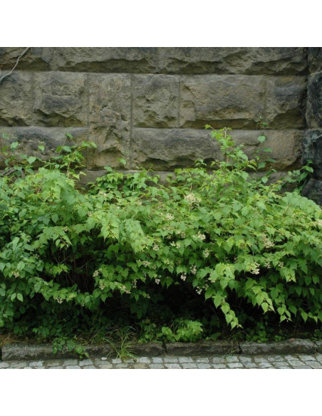 Tawulec wcinany Tanakae Stephanandra incisa