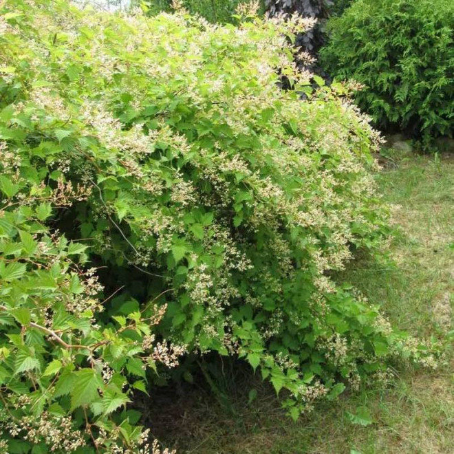 Tanakae Stephanandra incisa Tawulec wcinany