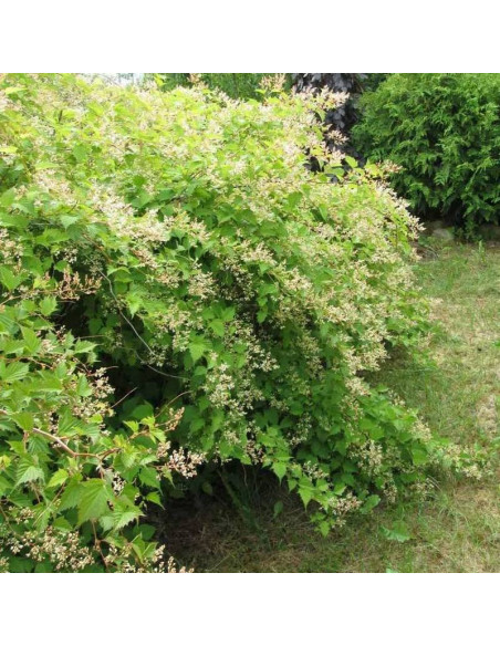 Tanakae Stephanandra incisa Tawulec wcinany