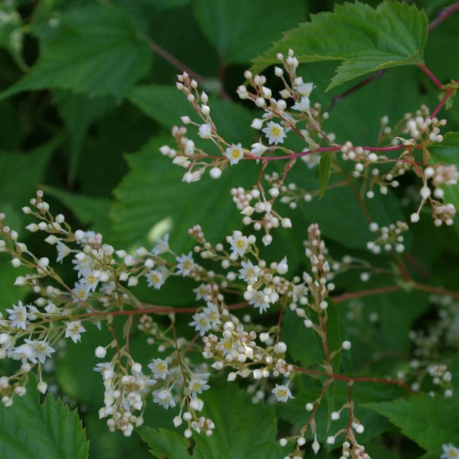 Tawulec wcinany Tanakae Stephanandra incisa - Szkółka Florela