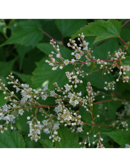 Tawulec wcinany Tanakae Stephanandra incisa - Szkółka Florela