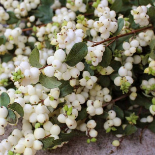 Śnieguliczka Doorenbosa Symphoricarpos doorenbosii
