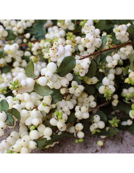 Śnieguliczka Doorenbosa Symphoricarpos doorenbosii