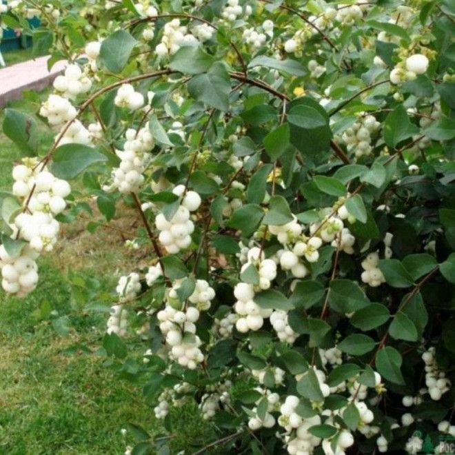 Symphoricarpos doorenbosii Śnieguliczka Doorenbosa