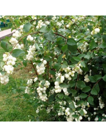 Symphoricarpos doorenbosii Śnieguliczka Doorenbosa