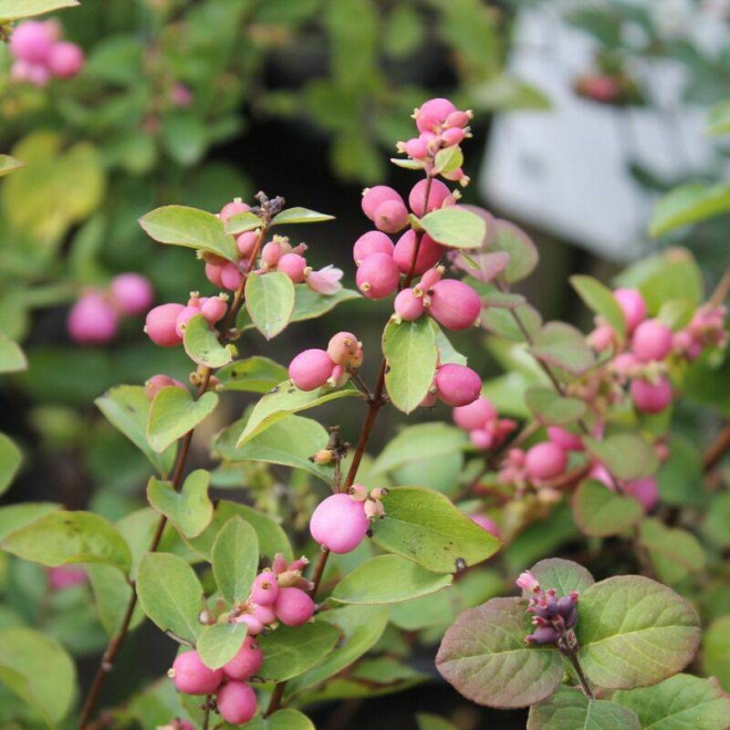 Magic Berry Symphoricarpos doorenbosii Śnieguliczka Doorenbosa