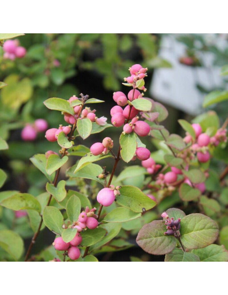 Magic Berry Symphoricarpos doorenbosii Śnieguliczka Doorenbosa