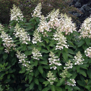 Hortensja bukietowa Tardiva Hydrangea paniculata 2