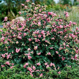 Śnieguliczka Doorenbosa Magic Berry Symphoricarpos doorenbosii