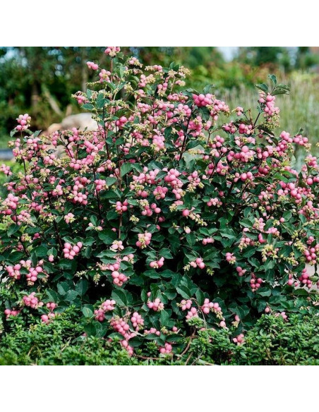 Śnieguliczka Doorenbosa Magic Berry Symphoricarpos doorenbosii