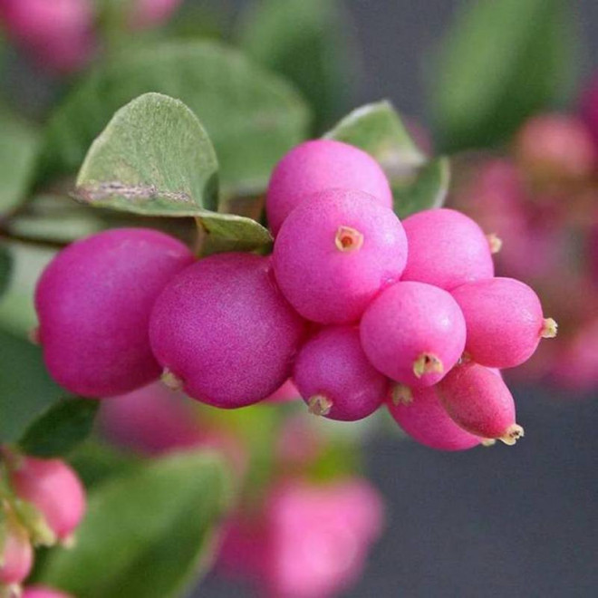 Śnieguliczka Doorenbosa Symphoricarpos doorenbosii Magic Berry