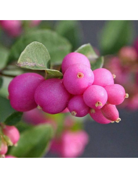 Śnieguliczka Doorenbosa Symphoricarpos doorenbosii Magic Berry