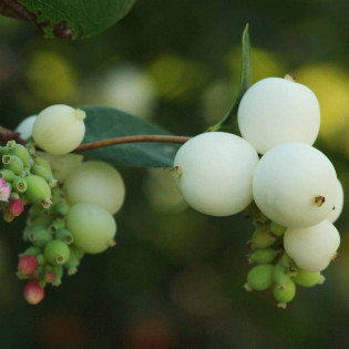 Śnieguliczka biała Symphoricarpos albus
