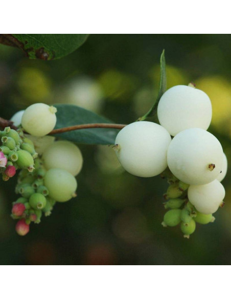 Śnieguliczka biała Symphoricarpos albus