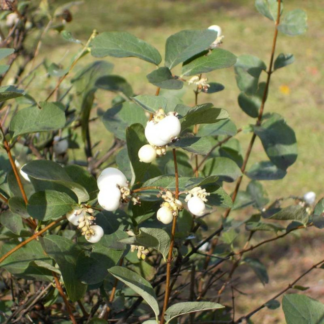 Symphoricarpos albus Śnieguliczka biała