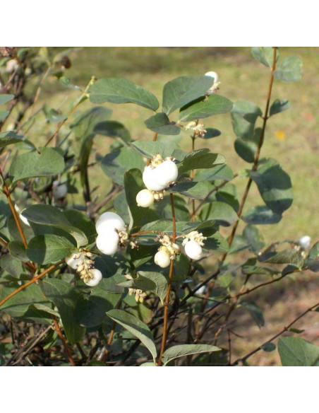 Symphoricarpos albus Śnieguliczka biała