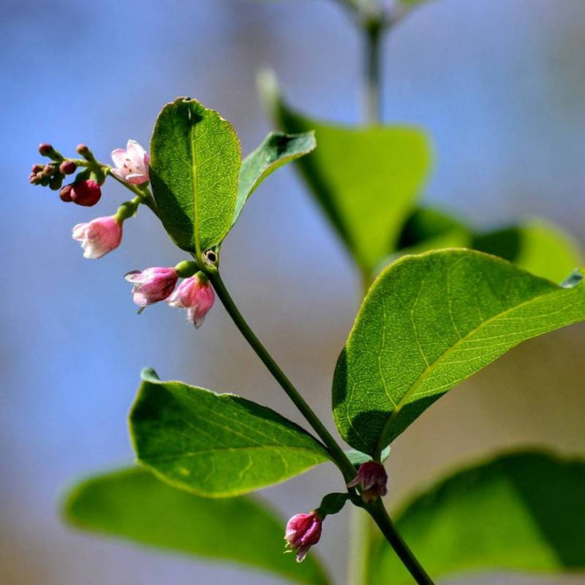 Śnieguliczka biała Symphoricarpos albus