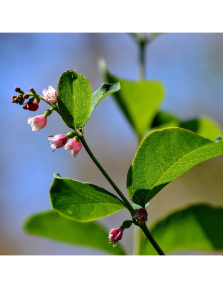Śnieguliczka biała Symphoricarpos albus