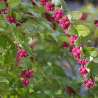 Śnieguliczka koralowa Symphoricarpos orbiculatus