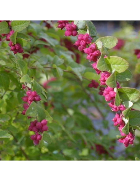 Śnieguliczka koralowa Symphoricarpos orbiculatus