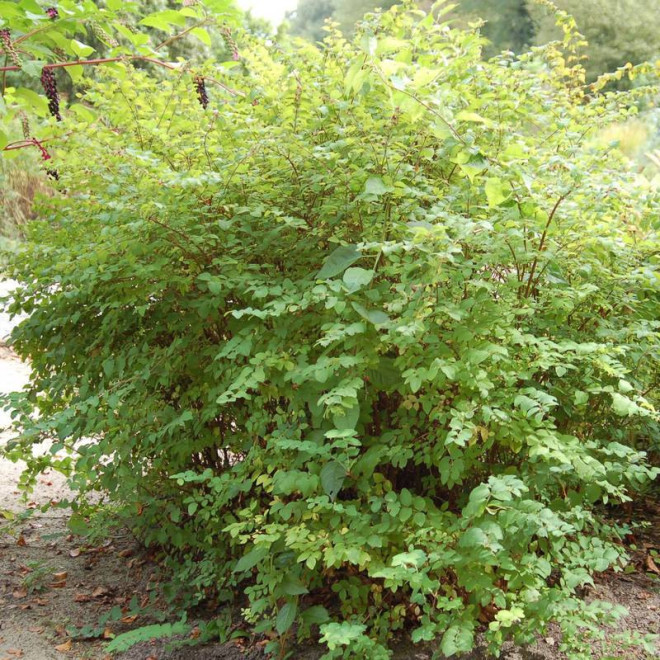 Śnieguliczka koralowa Symphoricarpos orbiculatus - Szkółka Florela
