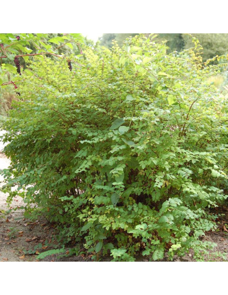 Śnieguliczka koralowa Symphoricarpos orbiculatus - Szkółka Florela
