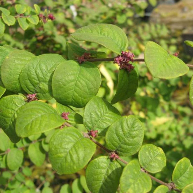 Śnieguliczka Symphoricarpos orbiculatus koralowa