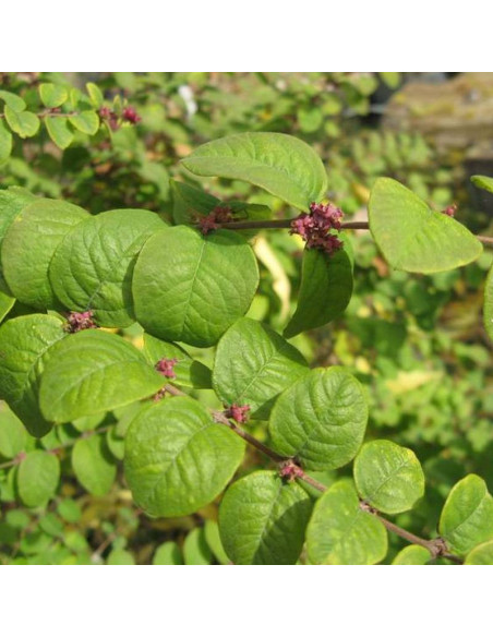 Śnieguliczka Symphoricarpos orbiculatus koralowa