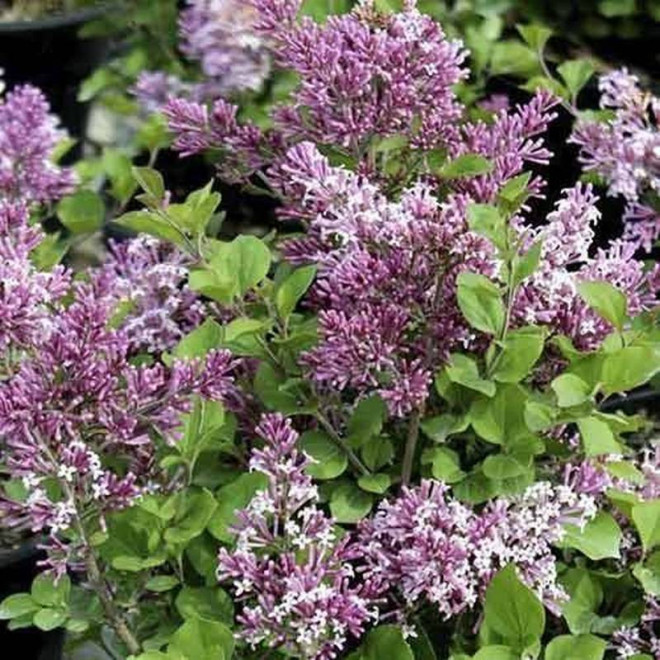 Lilak Royalty Syringa josiflexa