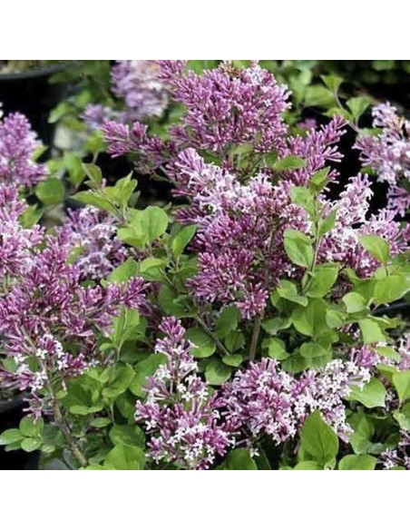 Lilak Royalty Syringa josiflexa