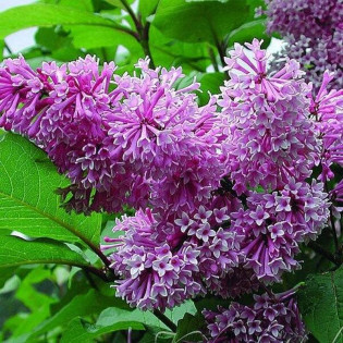 Syringa josiflexa Lilak Royalty