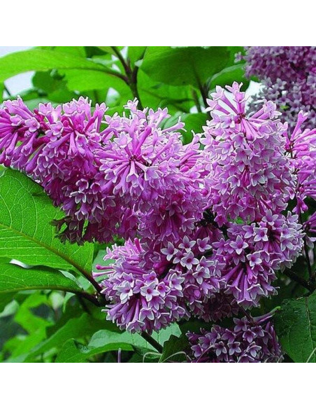 Syringa josiflexa Lilak Royalty
