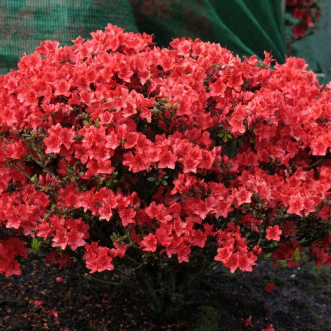 Azalia japońska Fridoline Rhododendron obtusum