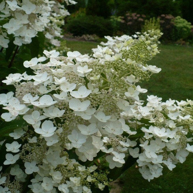 Hortensja bukietowa Unique Hydrangea paniculata