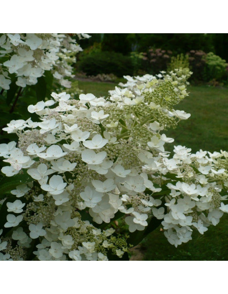 Hortensja bukietowa Unique Hydrangea paniculata