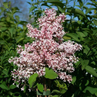 Lilak drobnolistny Superba Syringa microphylla